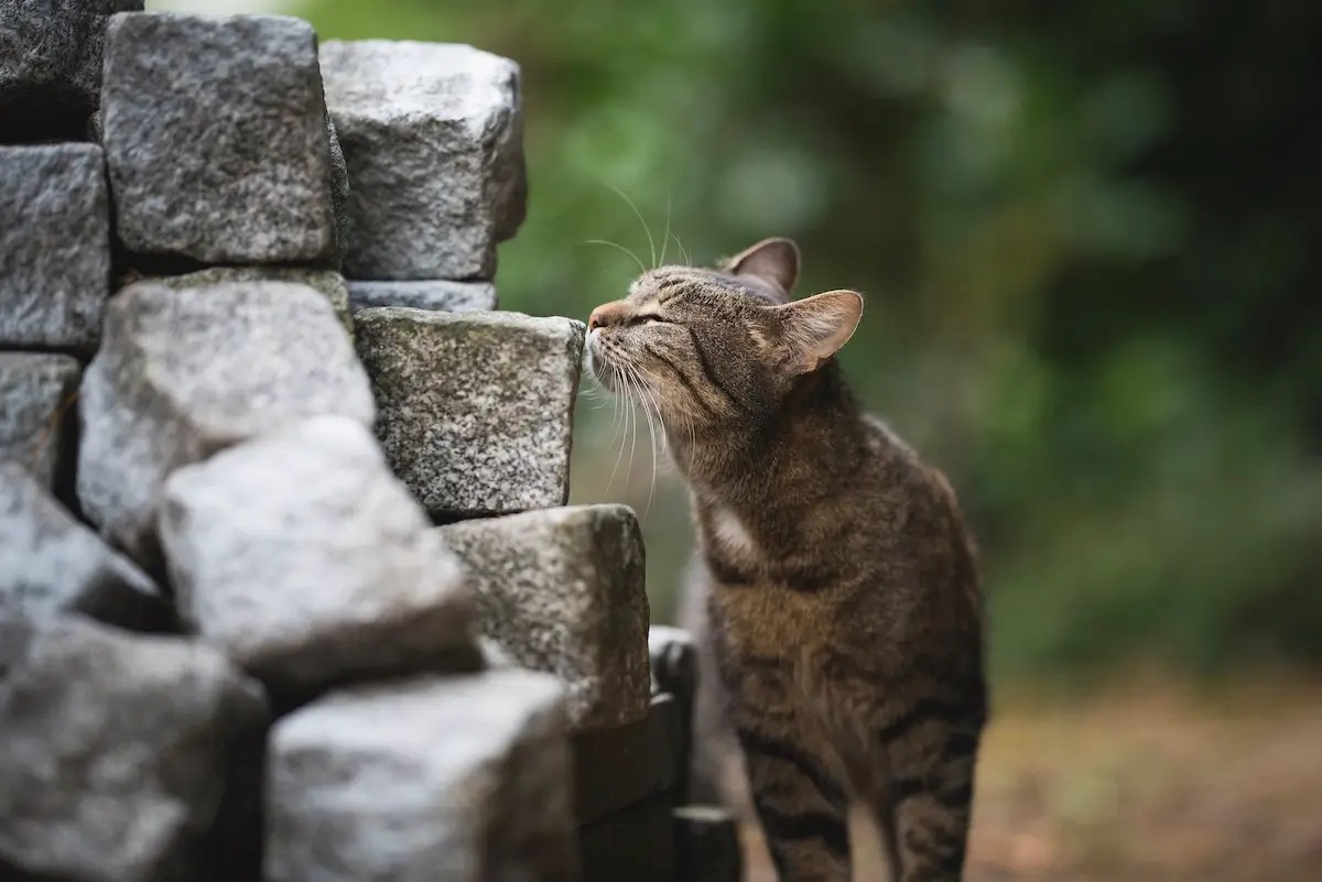 How to Get Rid of Cat Spray Smell Fast, Effective + Easy